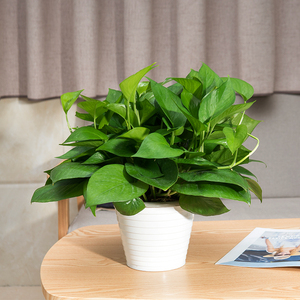 室内吸甲醛植物小绿萝盆栽办公室净化空气绿植花卉吊兰成都